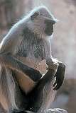 A Hanuman or gray langur (Semnopithecus), a native monkey in Pushkar.