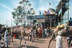 Camels at the fair, with a Ferris wheel and a "Wall of Death" in which men on motorbikes drive on the vertical inner walls of a large wooden cylinder.