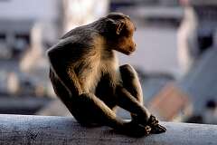 One of the many monkeys that live around the Rock Fort temple, on a rocky outcrop above Tiruchirappalli.