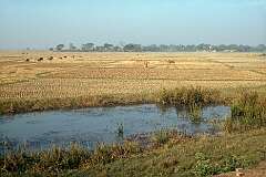 View in the lowlands, on the way to Kolkata.