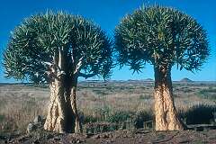 Two “Kokerboom“, Aloidendron dichotomum, formerly Aloe dichotoma, the quiver tree, a tall, branching species of succulent plant, near Keetmanshoop, in the south of Namibia.