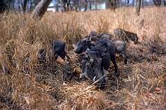 A warthog family in the woods in, near the bridge to Zambia.