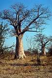 Baobab trees in the game reserve near Victoria Falls.