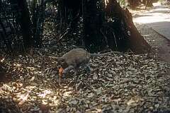 A Vervet monkey (Chlorocebus pygerythrus) in Victoria Falls.