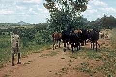 A boy herding cattle in Bikita, about 80 kilometres east of Masvingo.