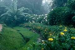 Flowers in Vumba Botanical Gardens, located 32 kilometres from Mutare (formerly Umtali), the capital of Manicaland province.