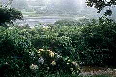 View in Vumba Botanical Gardens, close to the Mozambique border.